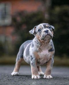 merle pocket bully for sale ,american bully for sale, pocket bully for sale