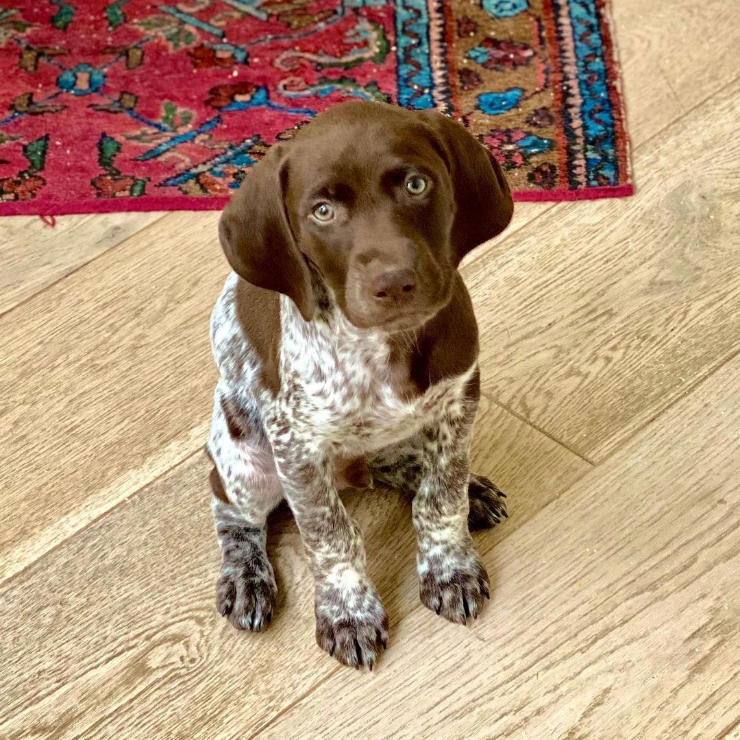 german shothaired pointer for sale