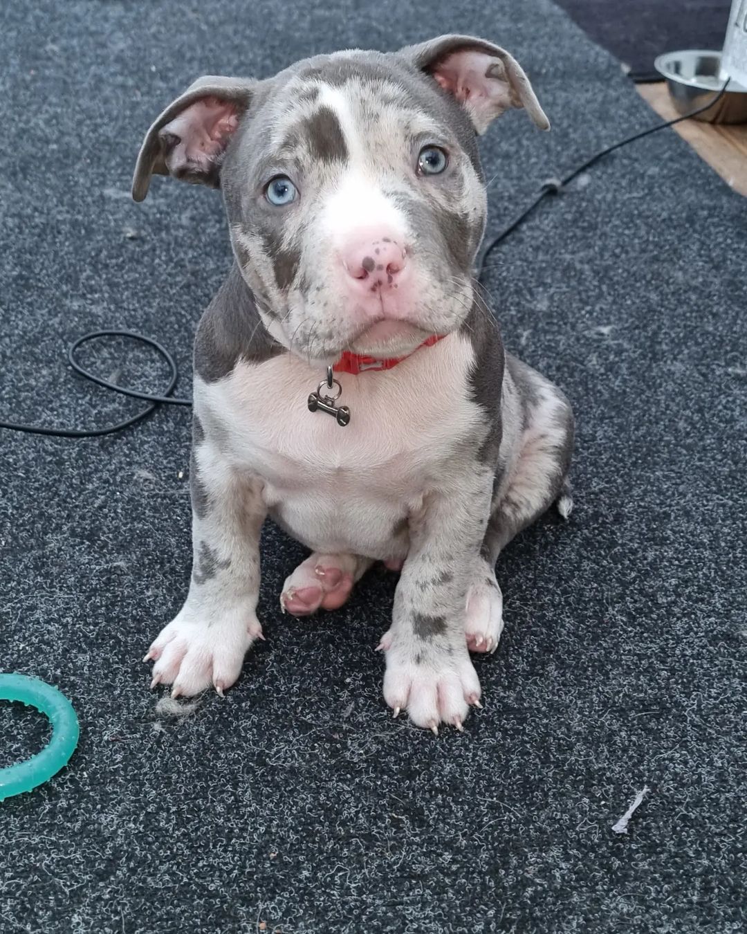 POCKET BULLY FOR SALE, american bully for sale