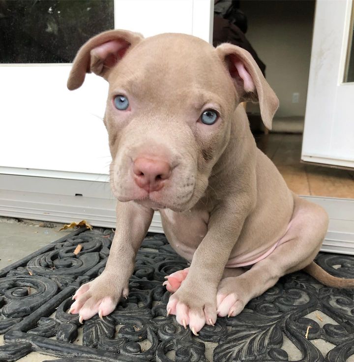 american staffordshire terrier puppies for sale near me