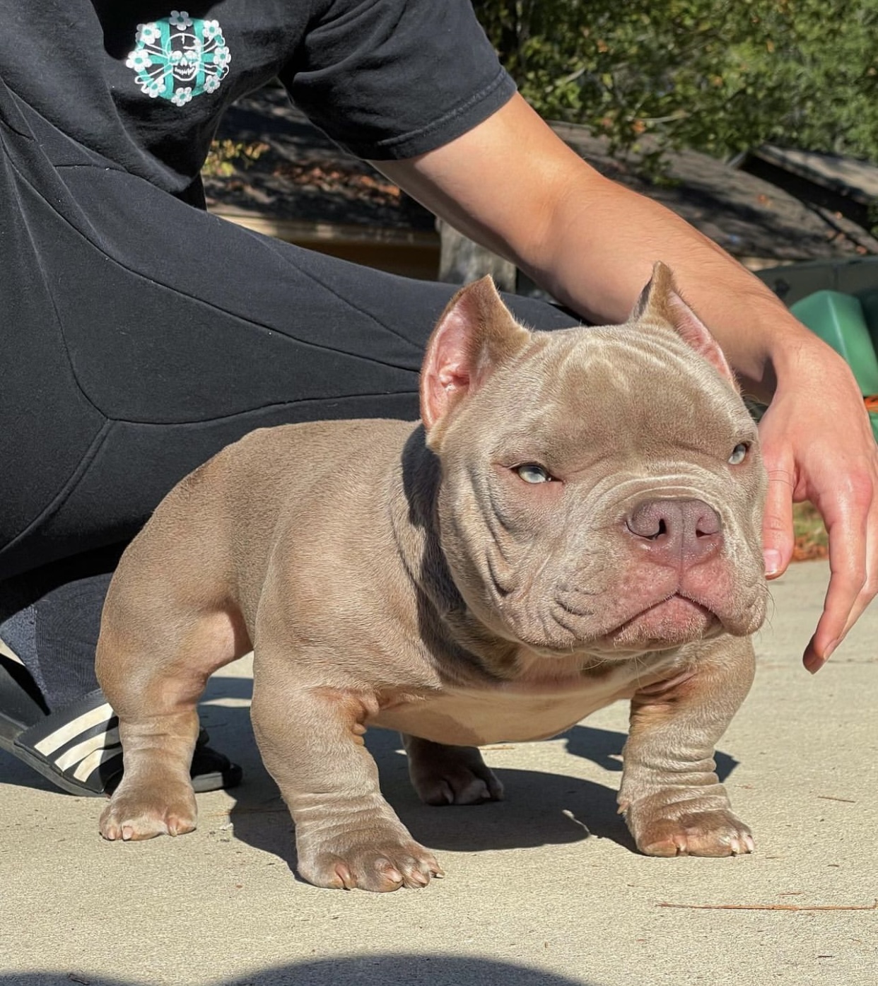 Exotic Pocket bully for sale