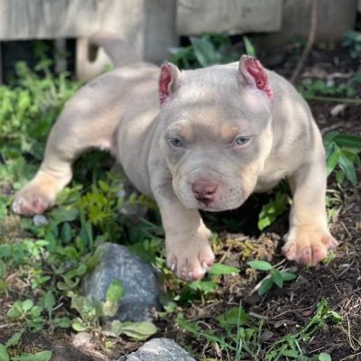 exotic micro bully for sale