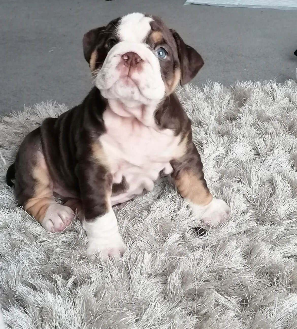 Mini english Bulldog for sale