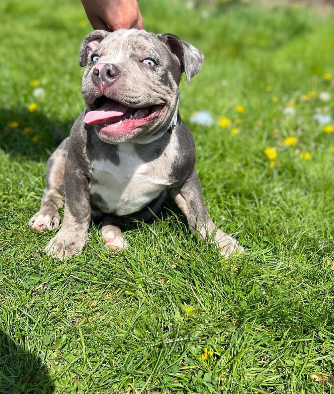micro bully for sale