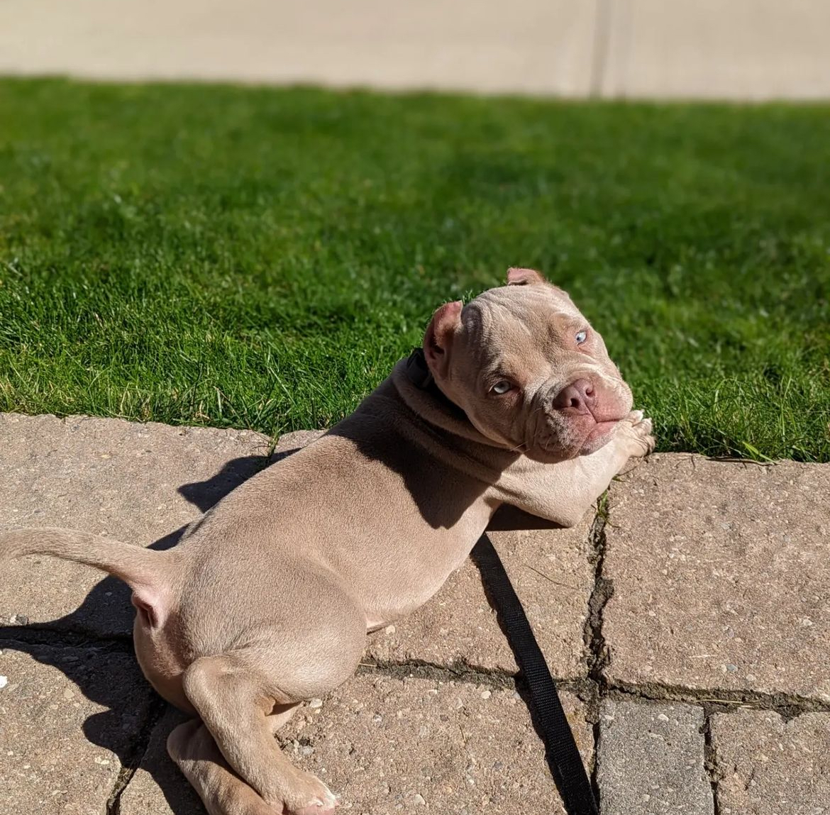 micro bully for sale